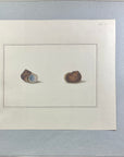 Thomas Martyn 1784 Original French Horn Snail Shell Print Plate 27 - Found at Pulo Condore - Hand-Colored Tipped-In Engraving