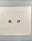 Thomas Martyn 1784 Original Ribbed Trochus Shell Print Plate 34 - Found at King George's Sound - Hand-Colored Tipped-In Engraving