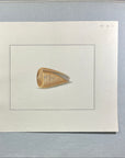 Thomas Martyn 1784 Original Girdle Volute Shell Print Plate 39 - Found at Friendly Isles - Hand-Colored Tipped-In Engraving