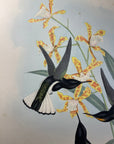 Pied Jacobin Hummingbird (Floristuga Ater) - John Gould Original Hummingbird - Hand Colored Lithograph