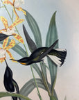 Pied Jacobin Hummingbird (Floristuga Ater) - John Gould Original Hummingbird - Hand Colored Lithograph