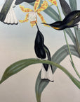 Pied Jacobin Hummingbird (Floristuga Ater) - John Gould Original Hummingbird - Hand Colored Lithograph