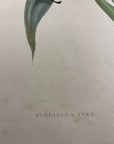 Pied Jacobin Hummingbird (Floristuga Ater) - John Gould Original Hummingbird - Hand Colored Lithograph