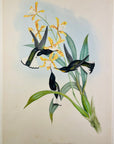 Pied Jacobin Hummingbird (Floristuga Ater) - John Gould Original Hummingbird - Hand Colored Lithograph