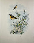Whinchat (Pratincola Rubetra) - John Gould Birds Of Great Britain - Original Hand Colored Lithograph