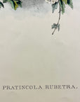 Whinchat (Pratincola Rubetra) - John Gould Birds Of Great Britain - Original Hand Colored Lithograph