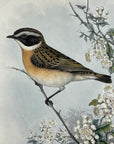 Whinchat (Pratincola Rubetra) - John Gould Birds Of Great Britain - Original Hand Colored Lithograph