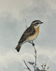 Whinchat (Pratincola Rubetra) - John Gould Birds Of Great Britain - Original Hand Colored Lithograph