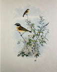 Whinchat (Pratincola Rubetra) - John Gould Birds Of Great Britain - Original Hand Colored Lithograph at Adirondack Retro