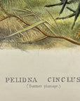 Pelidna Cinclus (Summer Plumage) Dunlin - John Gould Birds Of Great Britain - Hand Colored Lithograph