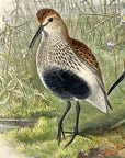 Pelidna Cinclus (Summer Plumage) Dunlin - John Gould Birds Of Great Britain - Hand Colored Lithograph