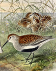 Pelidna Cinclus (Summer Plumage) Dunlin - John Gould Birds Of Great Britain - Hand Colored Lithograph