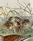 Pelidna Cinclus (Summer Plumage) Dunlin - John Gould Birds Of Great Britain - Hand Colored Lithograph