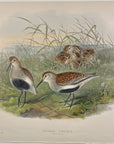 Pelidna Cinclus (Summer Plumage) Dunlin - John Gould Birds Of Great Britain - Hand Colored Lithograph