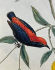 Pryor's Dicaeum (Dicaeum Pryeri) - John Gould Birds Of Asia - Original Hand Colored Lithograph