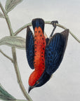 Pryor's Dicaeum (Dicaeum Pryeri) - John Gould Birds Of Asia - Original Hand Colored Lithograph