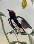 Pryor's Dicaeum (Dicaeum Pryeri) - John Gould Birds Of Asia - Original Hand Colored Lithograph