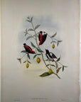 Pryor's Dicaeum (Dicaeum Pryeri) - John Gould Birds Of Asia - Original Hand Colored Lithograph at Adirondack Retro