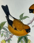 Orange Bullfinch (Pyrrhula Aurantia) - John Gould Birds Of Asia - Original Hand Colored Lithograph