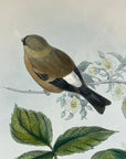 Orange Bullfinch (Pyrrhula Aurantia) - John Gould Birds Of Asia - Original Hand Colored Lithograph