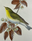 Wood Wren (Phyllopneuste Sibilatrix) - John Gould Birds Of Great Britain - Original Hand Colored Lithograph