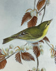 Wood Wren (Phyllopneuste Sibilatrix) - John Gould Birds Of Great Britain - Original Hand Colored Lithograph