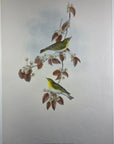 Wood Wren (Phyllopneuste Sibilatrix) - John Gould Birds Of Great Britain - Original Hand Colored Lithograph