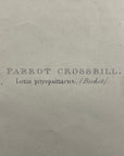 Parrot Crossbill Plate 201 - John Gould Birds Of Europe - Original Hand Colored Lithograph