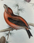 Parrot Crossbill Plate 201 - John Gould Birds Of Europe - Original Hand Colored Lithograph