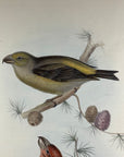 Parrot Crossbill Plate 201 - John Gould Birds Of Europe - Original Hand Colored Lithograph