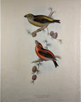 Parrot Crossbill Plate 201 - John Gould Birds Of Europe - Original Hand Colored Lithograph at Adirondack Retro