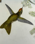 Red-Capped Thornbill Hummingbird (Ramphomicron Ruficeps) - John Gould Original Hummingbird - Hand Colored Lithograph
