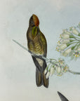 Red-Capped Thornbill Hummingbird (Ramphomicron Ruficeps) - John Gould Original Hummingbird - Hand Colored Lithograph