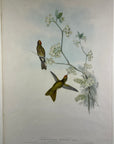 Red-Capped Thornbill Hummingbird (Ramphomicron Ruficeps) - John Gould Original Hummingbird - Hand Colored Lithograph at Adirondack Retro