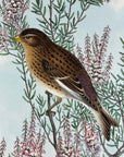 Mountain Linnet (Linota Montium) - John Gould Birds Of Great Britain - Original Hand Colored Lithograph