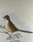 Beijing Babbler (Rhopophilus Pekinensis) - John Gould Birds Of Asia - Original Hand Colored Lithograph