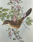 Beijing Babbler (Rhopophilus Pekinensis) - John Gould Birds Of Asia - Original Hand Colored Lithograph