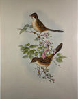 Beijing Babbler (Rhopophilus Pekinensis) - John Gould Birds Of Asia - Original Hand Colored Lithograph at Adirondack Retro