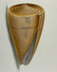 Thomas Martyn 1784 Original Girdle Volute Shell Print Plate 39 - Found at Friendly Isles - Hand-Colored Tipped-In Engraving