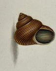 Thomas Martyn 1784 Original Ribbed Trochus Shell Print Plate 34 - Found at King George's Sound - Hand-Colored Tipped-In Engraving