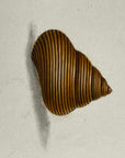 Thomas Martyn 1784 Original Ribbed Trochus Shell Print Plate 34 - Found at King George's Sound - Hand-Colored Tipped-In Engraving