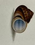 Thomas Martyn 1784 Original French Horn Snail Shell Print Plate 27 - Found at Pulo Condore - Hand-Colored Tipped-In Engraving