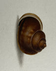 Thomas Martyn 1784 Original French Horn Snail Shell Print Plate 27 - Found at Pulo Condore - Hand-Colored Tipped-In Engraving