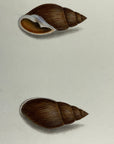 Thomas Martyn 1784 Original Clouded Mitre Shell Print Plate 23 - Found at Friendly Isles - Hand-Colored Tipped-In Engraving