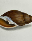 Thomas Martyn 1784 Original Clouded Mitre Shell Print Plate 23 - Found at Friendly Isles - Hand-Colored Tipped-In Engraving