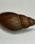 Thomas Martyn 1784 Original Clouded Mitre Shell Print Plate 23 - Found at Friendly Isles - Hand-Colored Tipped-In Engraving