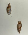 Thomas Martyn 1784 Original Fibrous Snail Shell Print Plate 25 - Found at Friendly Isles - Hand-Colored Tipped-In Engraving