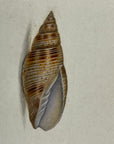 Thomas Martyn 1784 Original Fibrous Snail Shell Print Plate 25 - Found at Friendly Isles - Hand-Colored Tipped-In Engraving