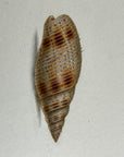 Thomas Martyn 1784 Original Fibrous Snail Shell Print Plate 25 - Found at Friendly Isles - Hand-Colored Tipped-In Engraving