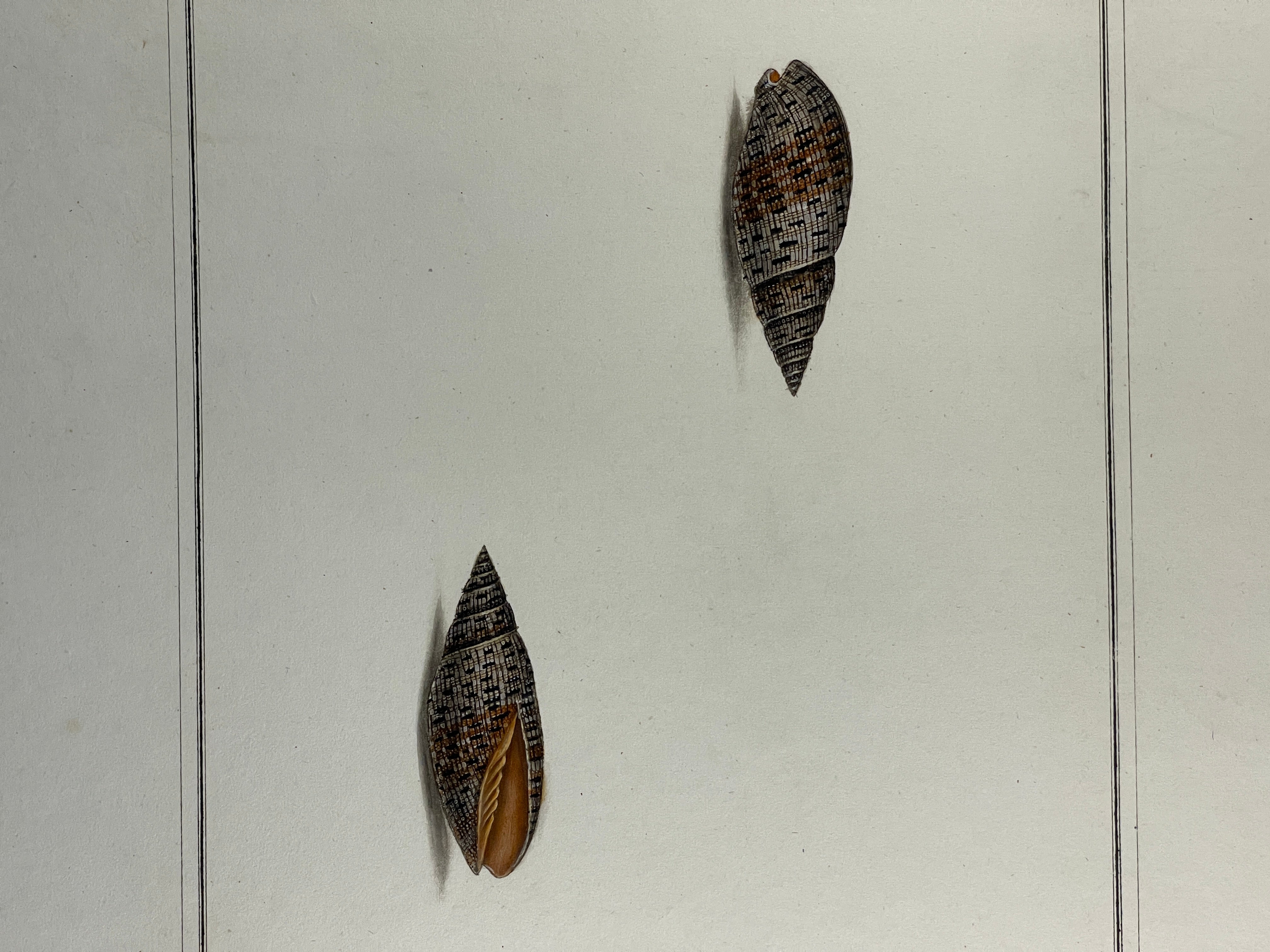 Thomas Martyn 1784 Original Beaded Mitre Shell Print Plate 21 - Found at Friendly Isles - Hand-Colored Tipped-In Engraving